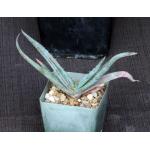 Aloe suprafoliata 4-inch pots