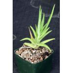 Aloe tegetiformis 5-inch pots