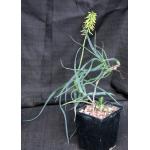 Aloe tenuoir 5-inch pots