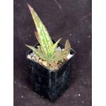 Aloe tweediae 2-inch pots