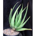 Aloe ukambensis 2-gallon pots
