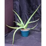 Aloe vanbalenii 8-inch pots