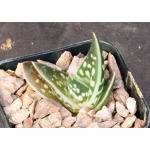 Aloe variegata 2-inch pots