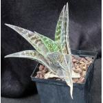 Aloe variegata 5-inch pots