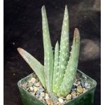 Aloe vera 4-inch pots