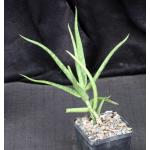 Aloe vituensis 5-inch pots