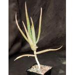 Aloe volkensii ssp. volkensii 5-inch pots