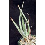 Aloe volkensii ssp. multicaulis 4-inch pots