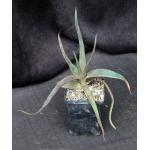 Aloe wanalensis 5-inch pots