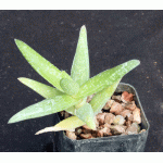 Aloe whitcombei 2-inch pots