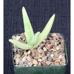Aloe whitcombei 4-inch pots