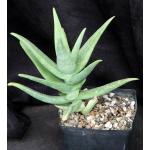 Aloe whitcombei one-gallon pots