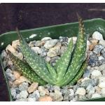 Aloe woodii 4-inch pots