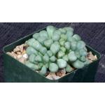 Aloinopsis schoonesii 4-inch pots