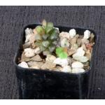 Anacampseros filamentosa ssp. namaquensis 2-inch pots