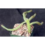 Aporocactus flagelliformis 4-inch pots