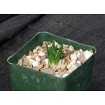 Ariocarpus bravoanus 4-inch pots