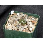 Ariocarpus kotschbeyanus ssp. elephantidens 4-inch pots