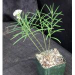 Asclepias angustifolia 4-inch pots