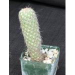 Austrocylindropuntia pachypus 4-inch pots