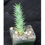 Astroloba smutsiana 3-inch pots