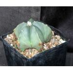 Astrophytum myriostigma var. strongylogonum one-gallon pots