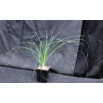 Beaucarnea gracilis 5-inch pots