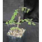 Caesalpinia cv ‘Betty’s Pretty Tree’ 5-inch pots