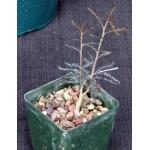 Boswellia asplenifolia 4-inch pots