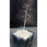 Boswellia asplenifolia 5-inch pots