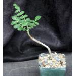 Boswellia carteri 4-inch pots