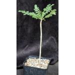 Boswellia carteri one-gallon pots