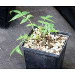 Boswellia dalzielii 5-inch pots