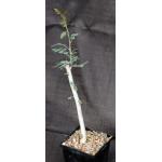 Boswellia dioscorides 5-inch pots