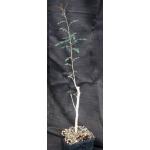 Boswellia dioscorides one-gallon pots