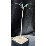Boswellia elongata one-gallon pots
