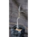Boswellia elongata 3-inch pots