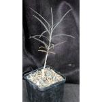 Boswellia elongata 5-inch pots