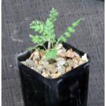 Boswellia neglecta 2-inch pots
