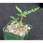 Boswellia neglecta 4-inch pots