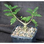 Boswellia neglecta 5-inch pots