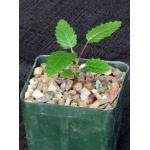 Boswellia papyrifera 4-inch pots