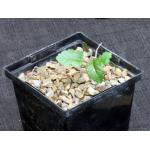 Boswellia papyrifera 5-inch pots