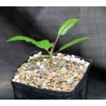 Boswellia papyrifera one-gallon