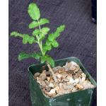 Boswellia sacra 4-inch pots