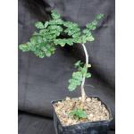 Boswellia sacra one-gallon pots