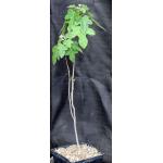 Brachychiton bidwillii one-gallon pots