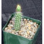 Brasilicereus phaeacanthus 4-inch pots