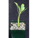Brighamia insignis 4-inch pots