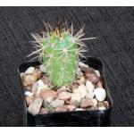Browningia hertlingiana 2-inch pots